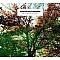 Ludovico Einaudi - In A Time Lapse Plak 2 LP