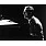 Gil Evans