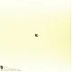 Mac DeMarco - This Old Dog Plak LP