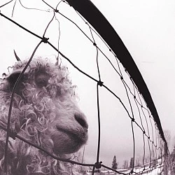 Pearl Jam - Vs. Plak LP