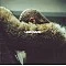 Beyonce - Lemonade (CD + DVD) Çift Disk