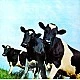 Pink Floyd - Atom Heart Mother Plak LP